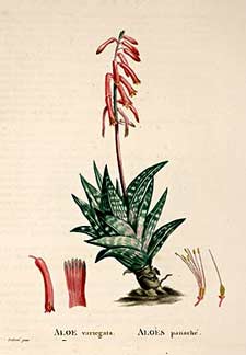 راهنمای نگهداری و پرورش گل و گیاهان زینتی - آلوئه واریگاتا